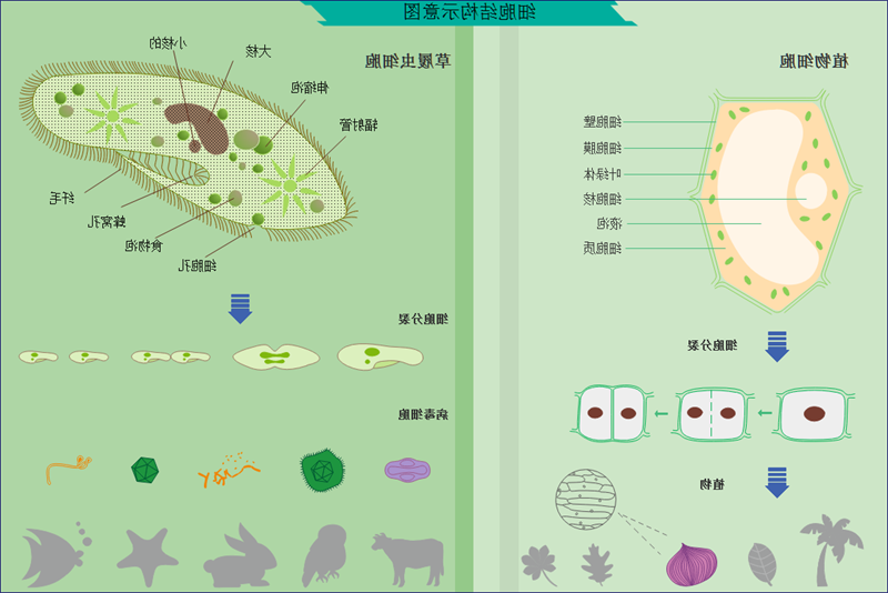 细胞核示意图